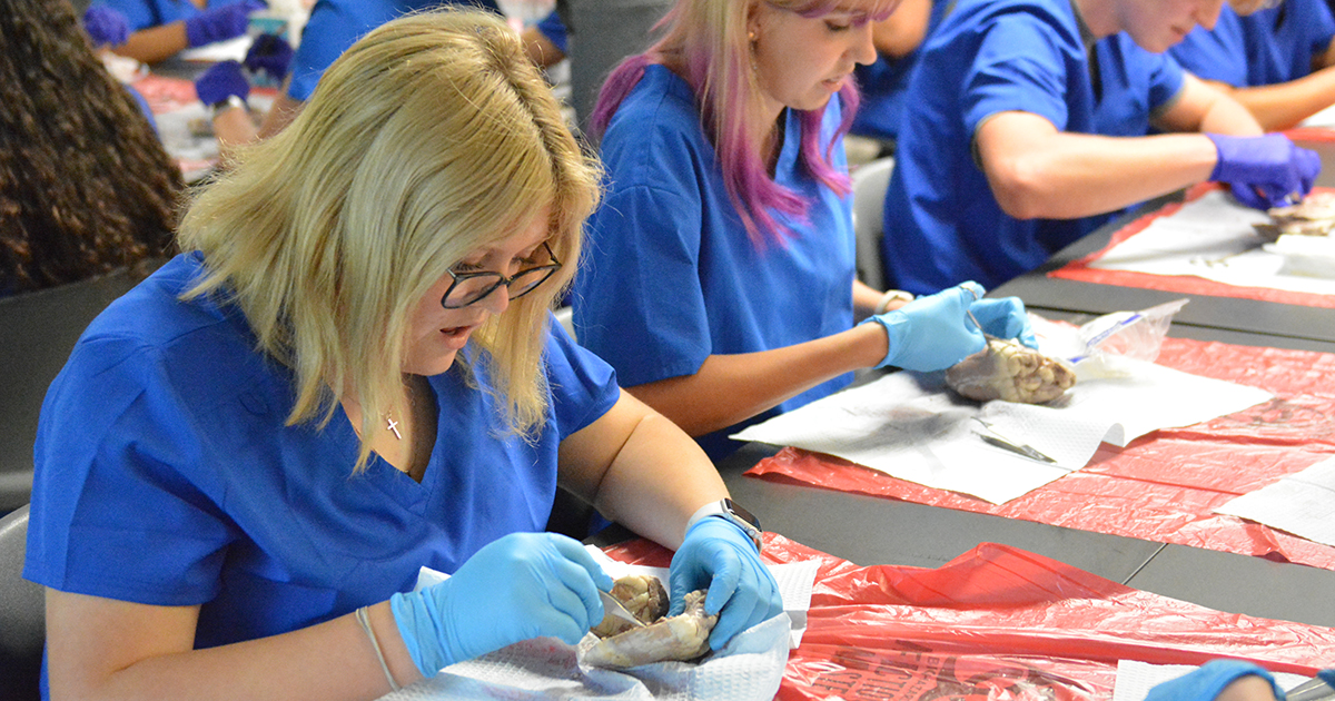 Students dissect a sheep's heart